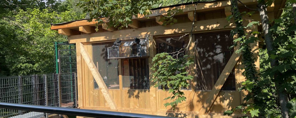 Tauben im Dorf: Lana setzt auf eine nachhaltige Lösung
